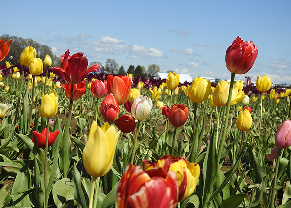 Tulips in a field