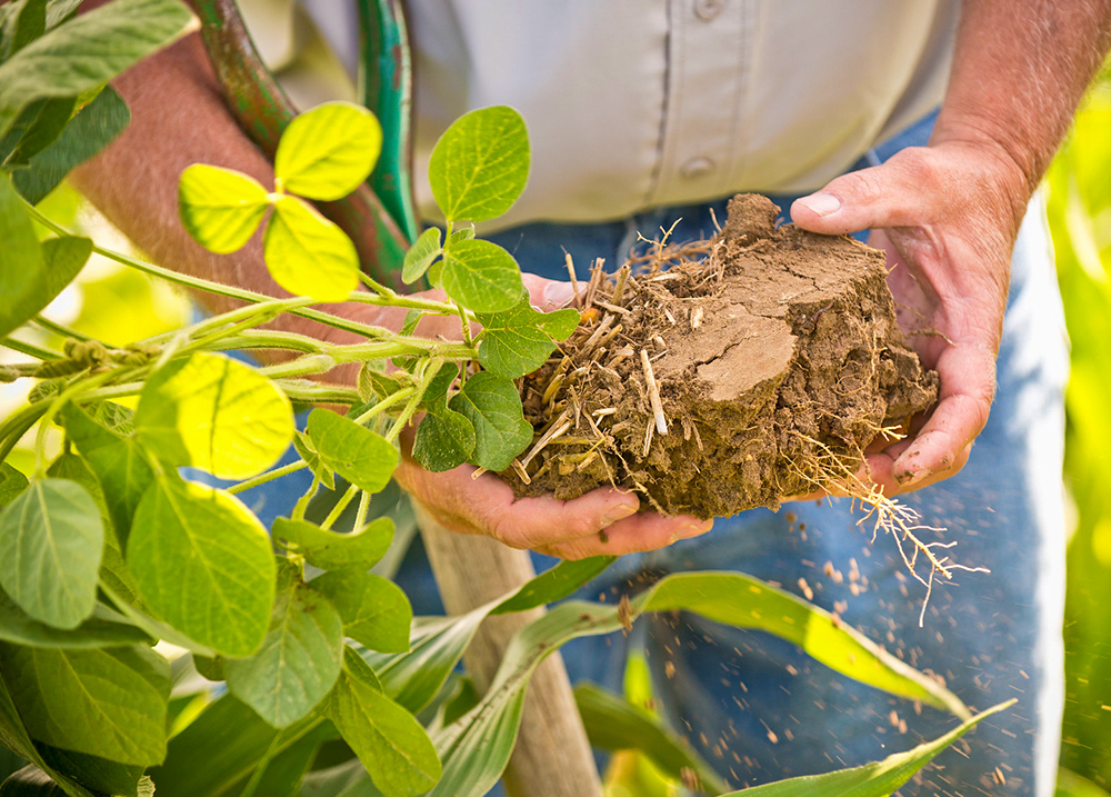 Person holding a plant that's been removed from the ground by the roots