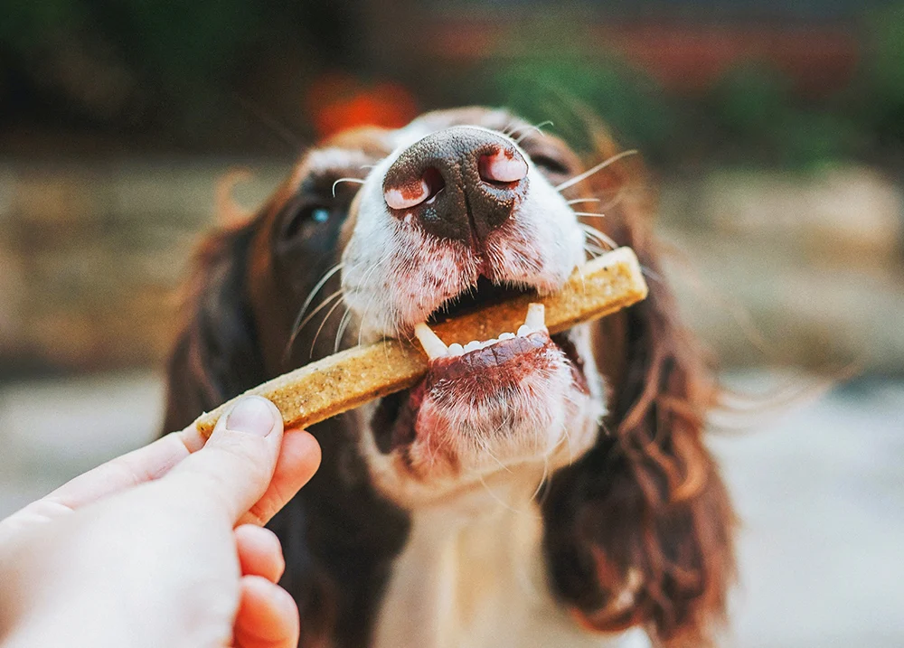 A dog grabbing a treat with its mouth