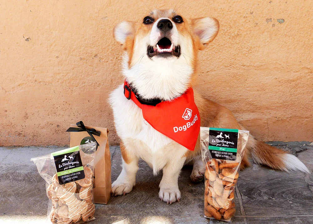 A corgi dog smiles with bags of treats around it