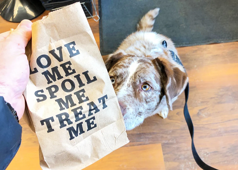 Dog treat bag that says Love Me, Spoil Me, Treat Me with a dog in the background sniffing the bag